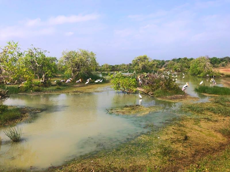 Bundala National Park