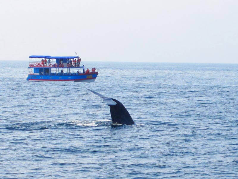 Mirissa Whale Watching