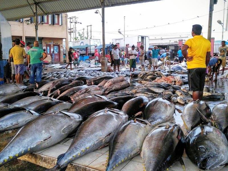 Negombo Fish Market