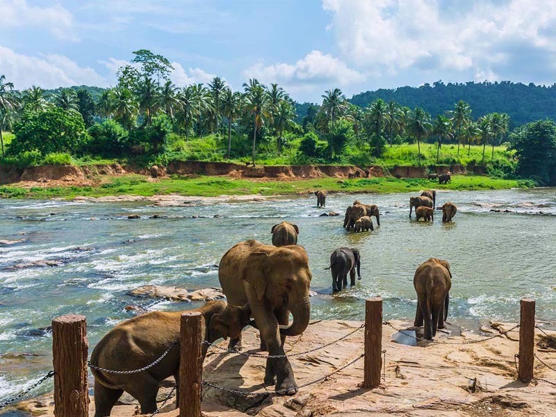 Pinnawala Elephant Orphanage