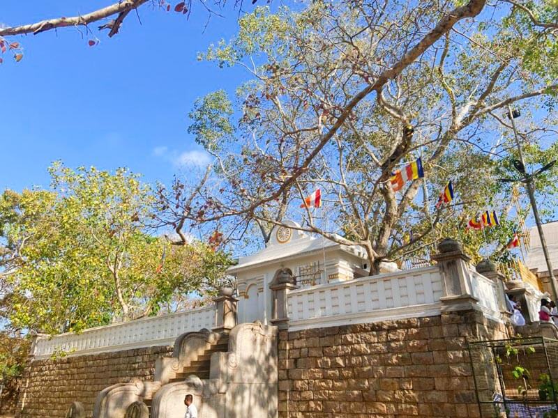 Sirimahabodhi Tree