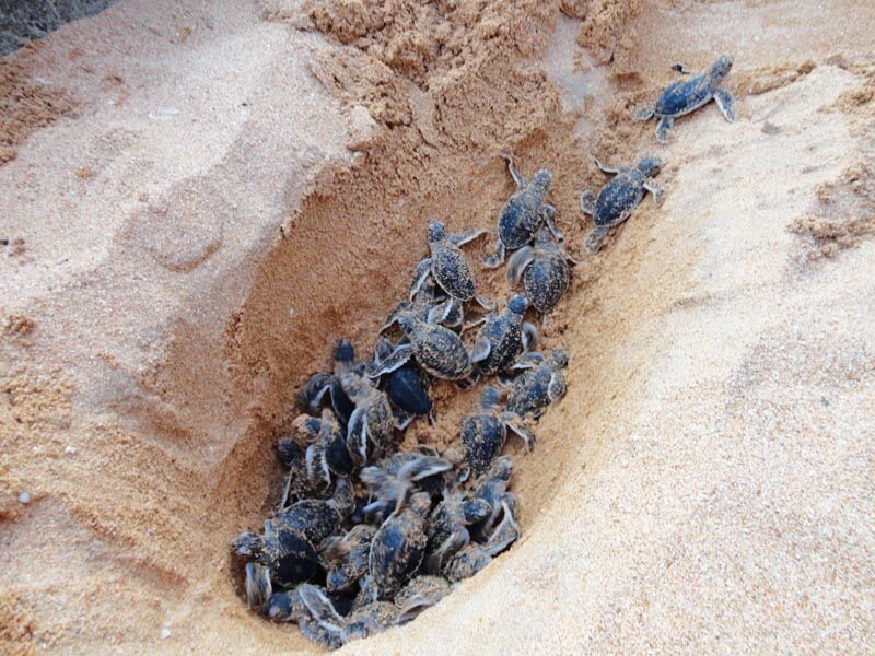 Turtles hatchery