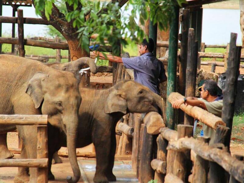 Udawalawe Elephant Transit Home