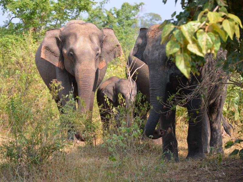 Udawalawe National Park