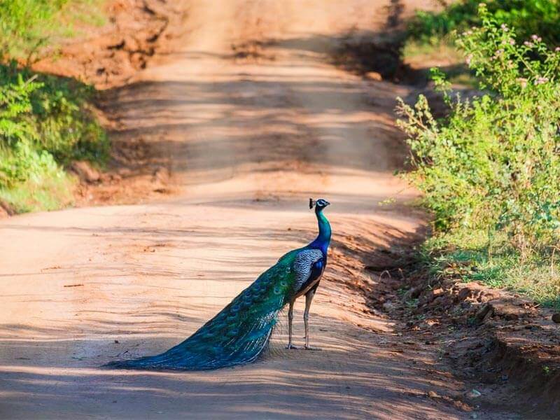 Udawalawe Safari Tour Gallery