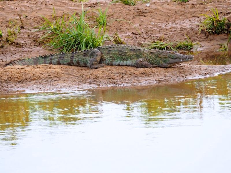 Udawalawe Safari Tour Gallery