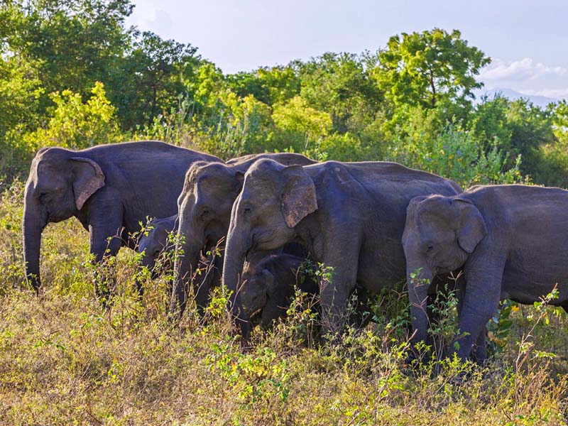 Udawalawe national park