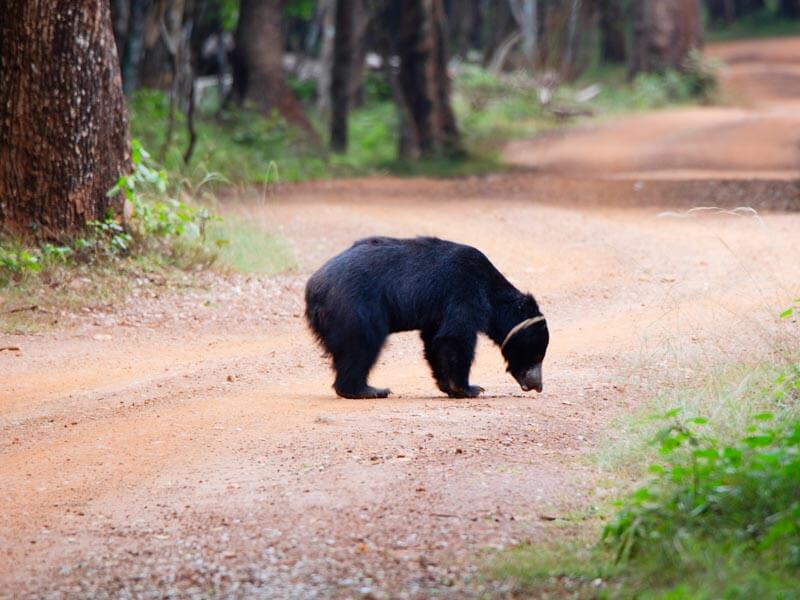 Wilpattu National Park Sloth Bear