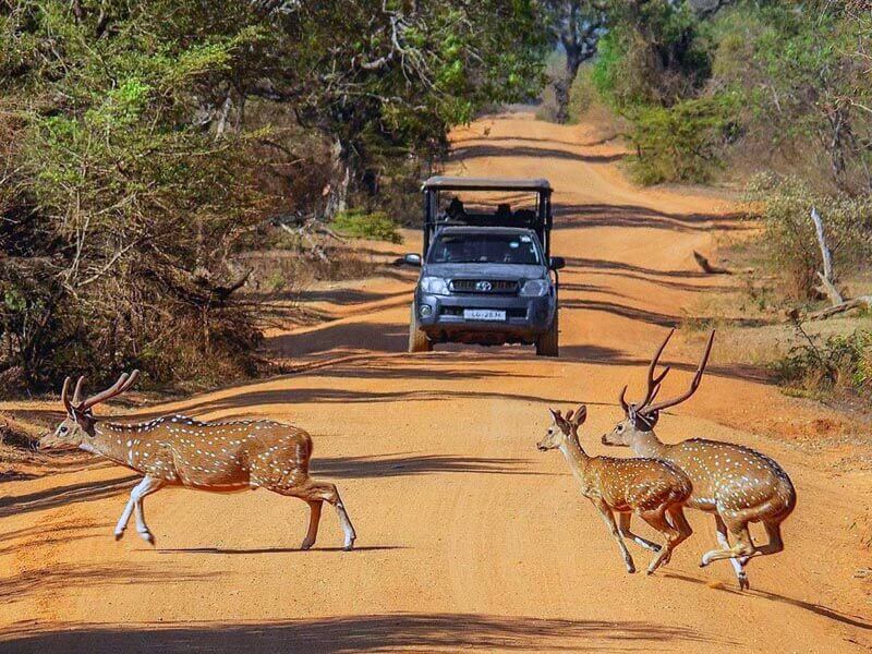 Yala National Park